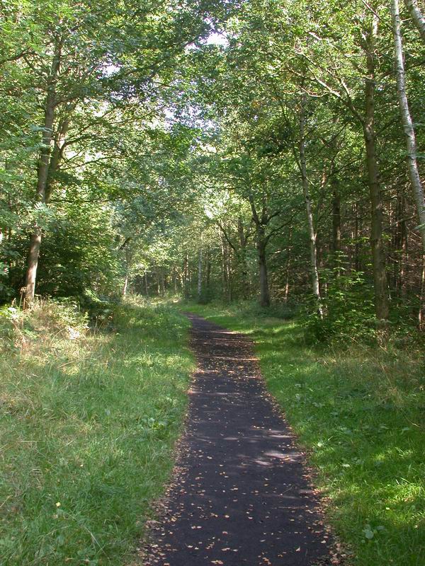 Chopwell Wood